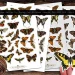 Various sheets of fussy cut stickers featuring vintage butterflies are displayed on a wooden surface. Each sheet showcases butterflies of different sizes and colors, arranged neatly. A person's hand holding a large yellow and black butterfly cutout is visible at the bottom right.