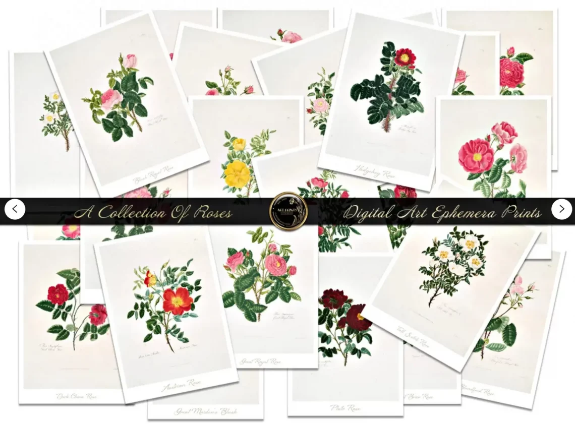 A collage of vintage botanical prints featuring various rose illustrations is shown. Each print displays a different type of rose with its name written underneath. A black banner across the image reads "A Collection Of Roses Digital Art Ephemera Prints.