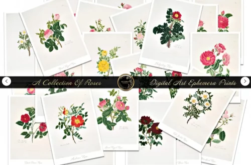 A collage of vintage botanical prints featuring various rose illustrations is shown. Each print displays a different type of rose with its name written underneath. A black banner across the image reads "A Collection Of Roses Digital Art Ephemera Prints.