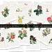 A collage of vintage botanical prints featuring various rose illustrations is shown. Each print displays a different type of rose with its name written underneath. A black banner across the image reads "A Collection Of Roses Digital Art Ephemera Prints.