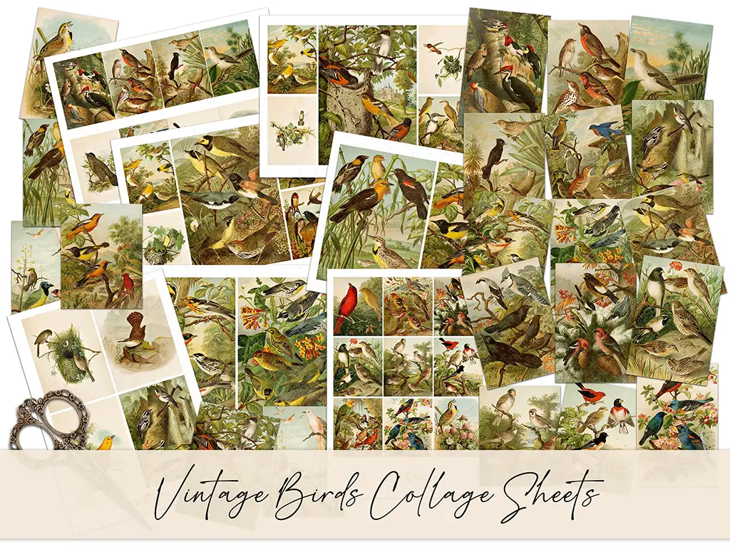 A collection of vintage-style collage sheets shows various colorful birds in nature settings. The sheets, labeled "Vintage Birds No1 Collage Sheets," are scattered across a surface, with a pair of crafting scissors visible at the bottom left corner.