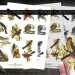 Three sheets of vintage bird stickers are displayed alongside a pair of scissors and a hand holding one cut-out sticker. Various bird species are depicted in detailed, colorful designs. The heading reads "Vintage Birds Fussy Cut Sticker Sheets PNG JPG PDF Print Cut & Sell.