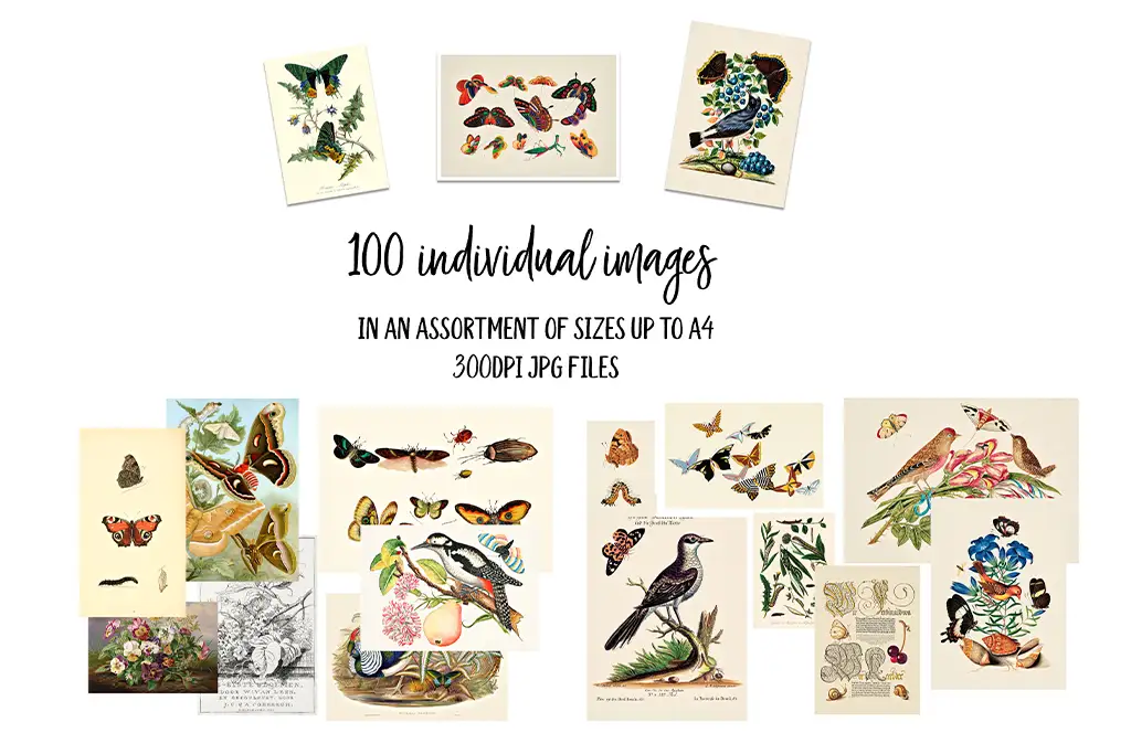 A collection of colorful vintage illustrations featuring various birds, butterflies, and other insects. The text in the center reads: "100 individual images in an assortment of sizes up to A4, 300DPI JPG files." The images are arranged in a collage style.