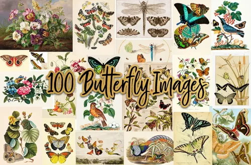 A collage of colorful butterfly illustrations and botanical drawings. The center of the image features the text "100 Butterfly Images" in a large, decorative font. The illustrations display various species of butterflies and flowers in diverse styles and colors.