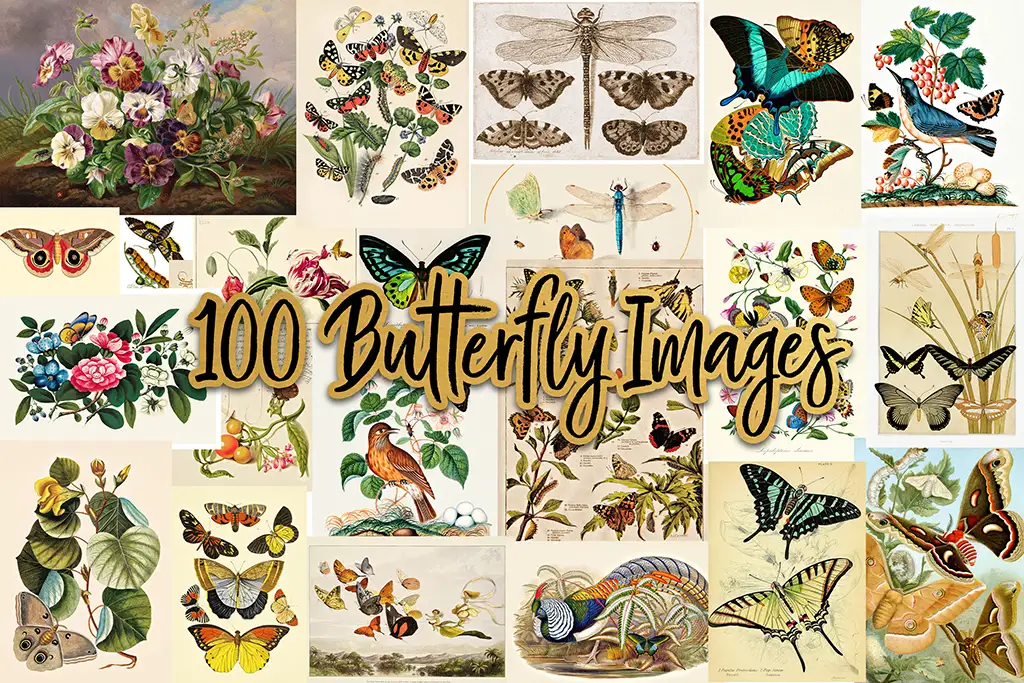 A collage of colorful butterfly illustrations and botanical drawings. The center of the image features the text "100 Butterfly Images" in a large, decorative font. The illustrations display various species of butterflies and flowers in diverse styles and colors.