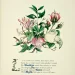 A botanical illustration featuring a mixed bouquet of flowers, including pink and white roses, honeysuckles, and other greenery. Below the bouquet, there is an ornate text passage describing the flowers and their beauty.