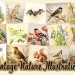 A collage of vintage nature illustrations: various birds, a bat, an owl, a badger, a deer, a squirrel, butterflies, a moth, flowers, and a mushroom. The text at the bottom reads "Vintage Nature Illustrations.